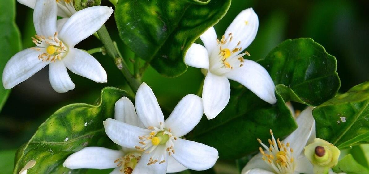 Neroli ajută la îndepărtarea venelor de păianjen